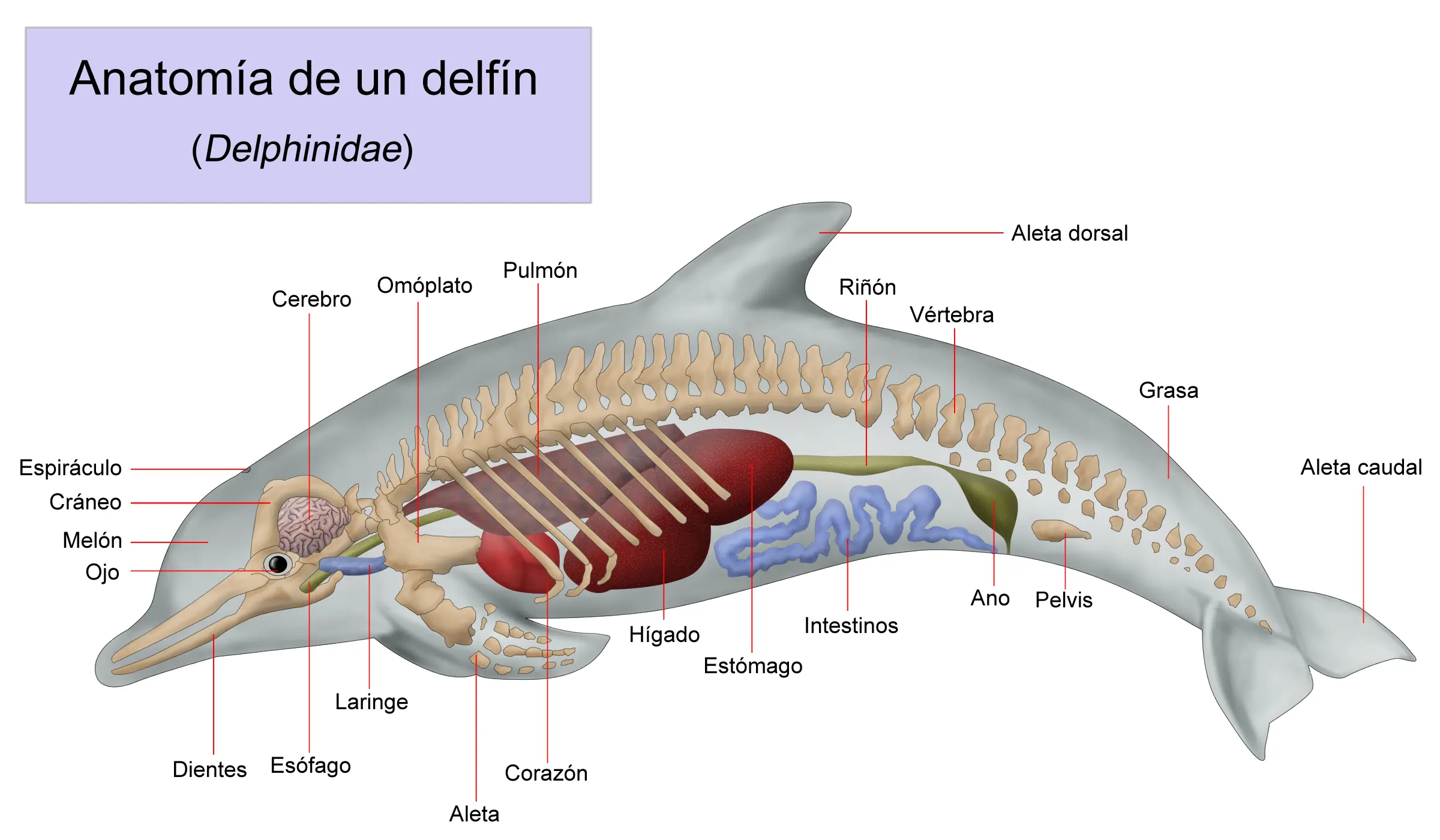 El mejor amigo del hombre: el delfin