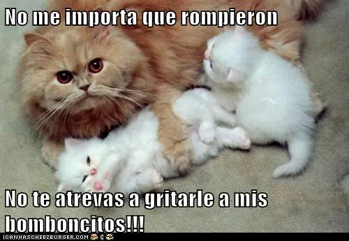 lolcats