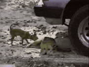 animales graciosos