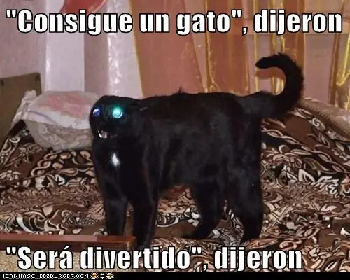 gatos