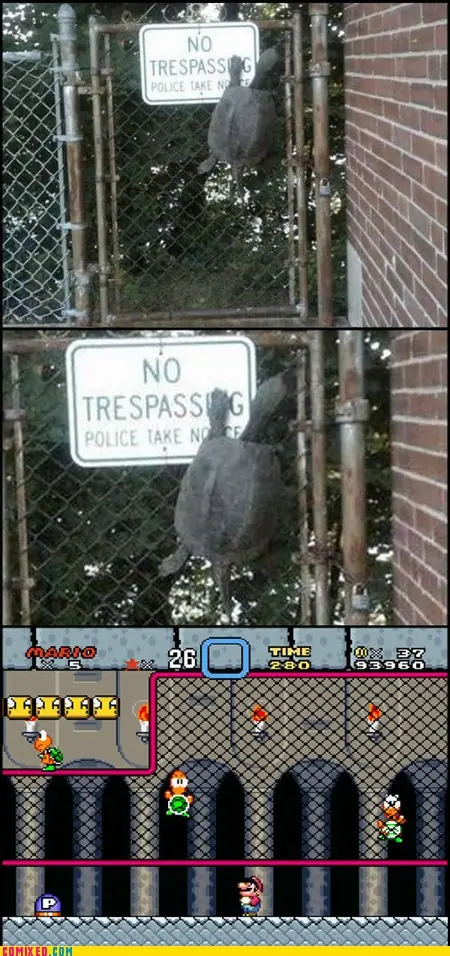 Lolcats #12