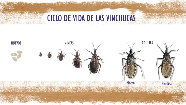 Informacion: Las vinchucas