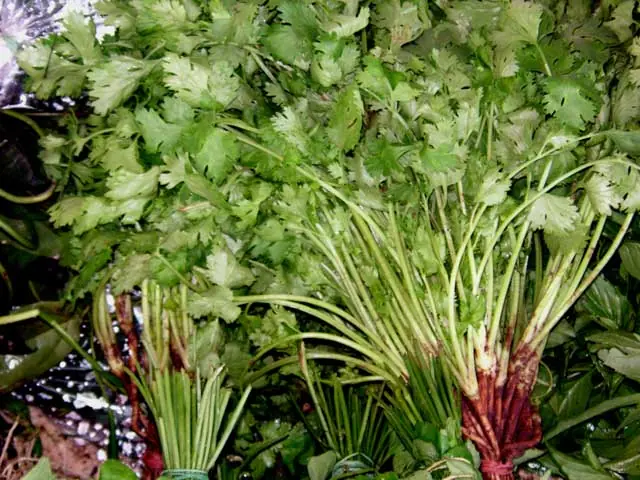 Cultivo y cuidados del cilantro