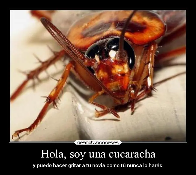 cucarachas