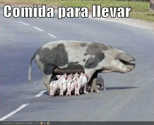 Lolcats #12