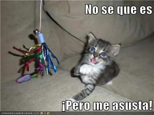 Lolcats #12