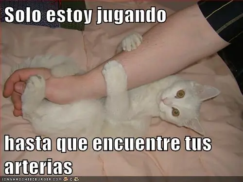 gatos