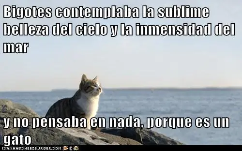 gatos