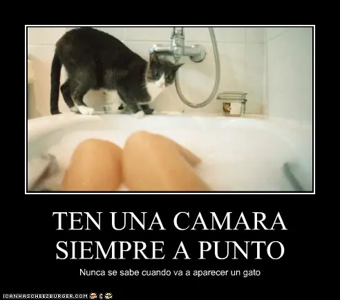 gatos