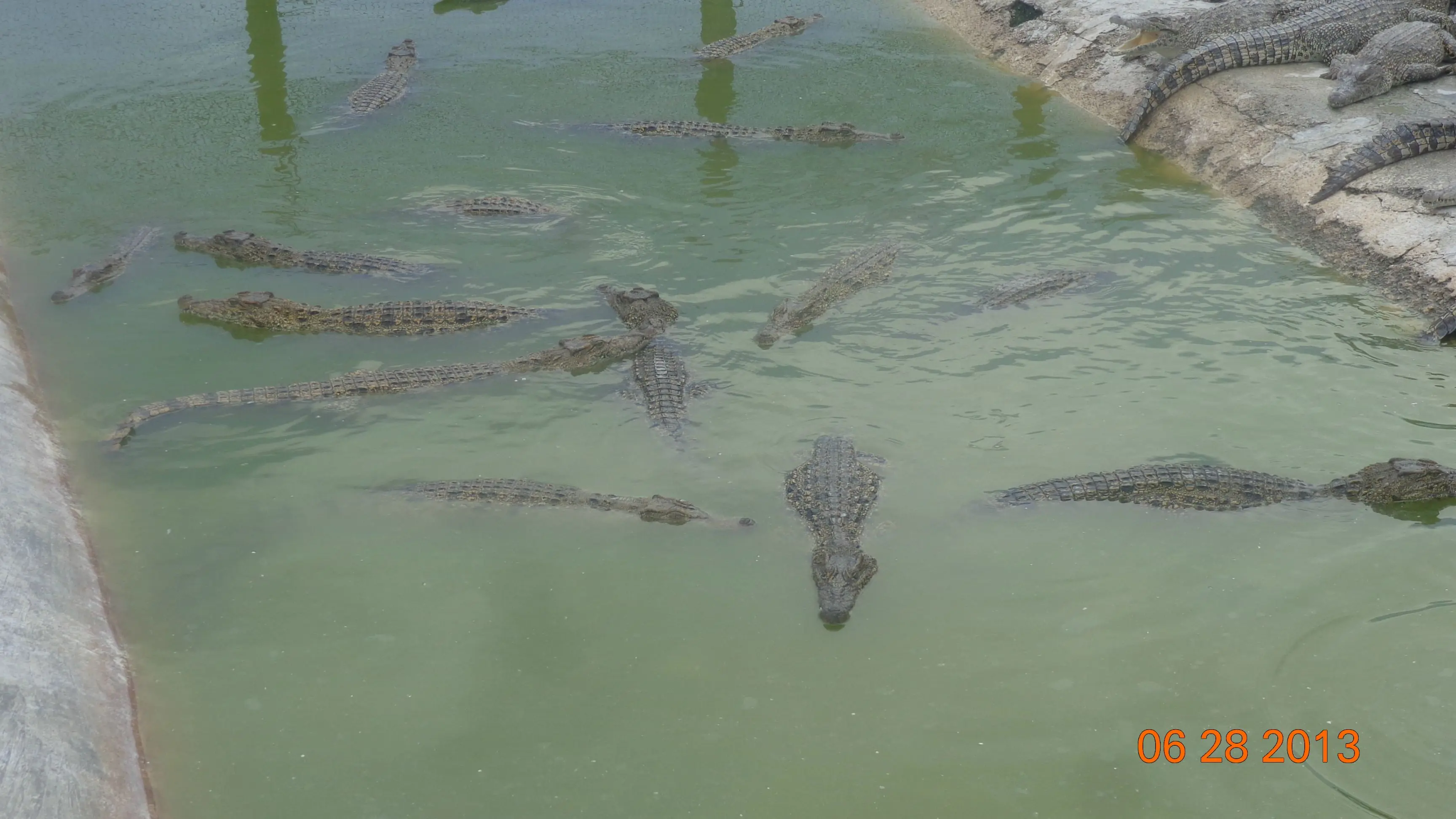 cocodrilos
