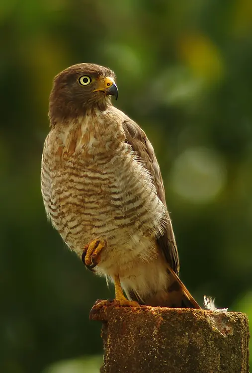 pajaros
