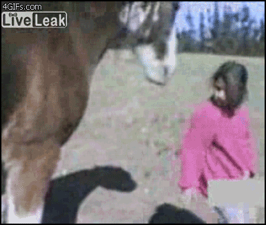 Animales