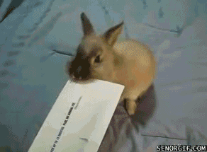 Animales