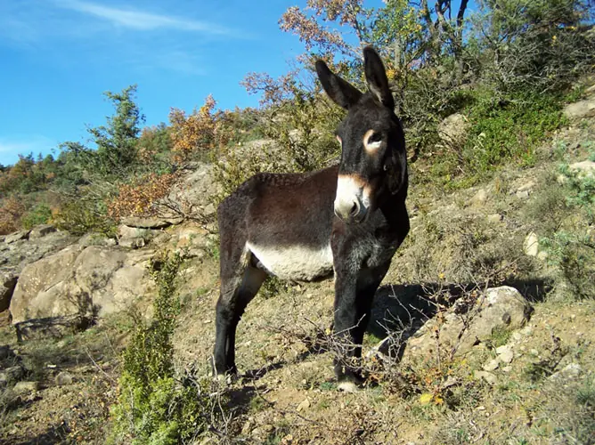 paganismo