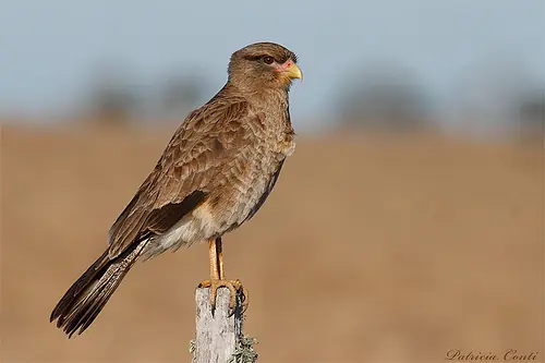 aves