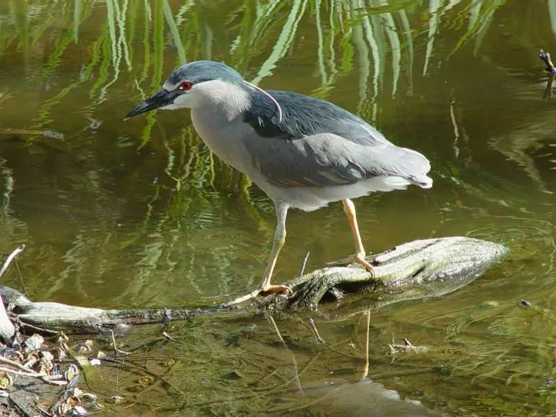pajaros