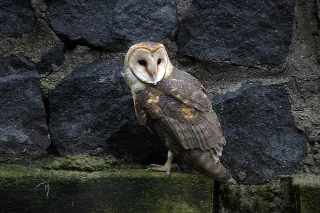 pajaros