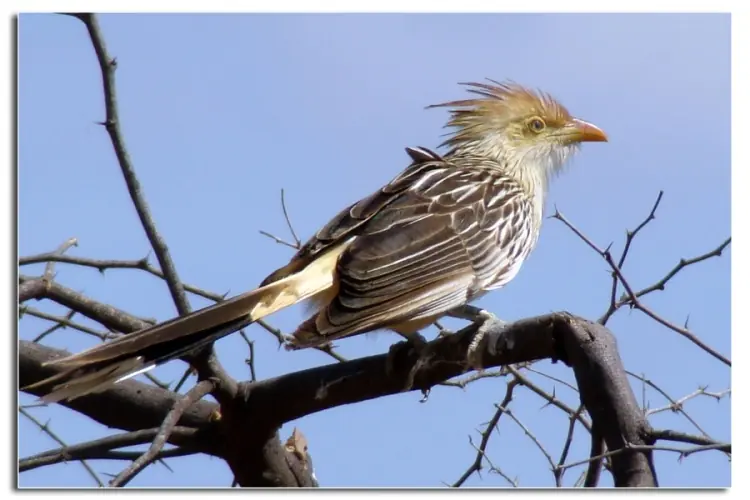 aves
