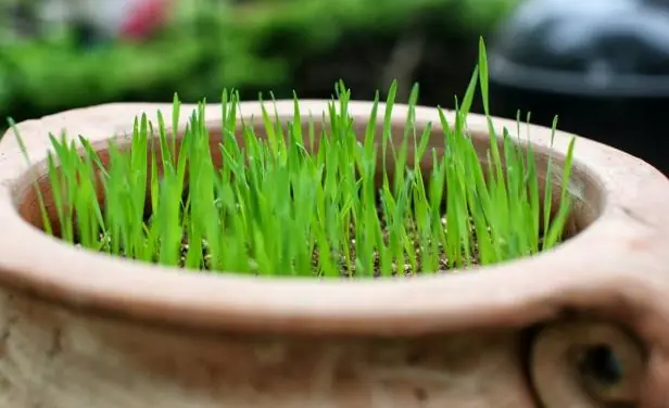 ¿Cuál es la planta de moda que promete fortalecer la salud