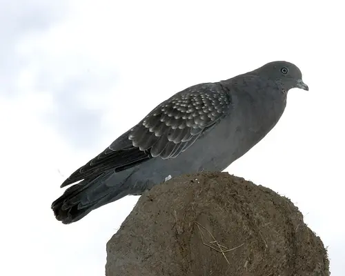 [Megapost] Aves del Río de la Plata!