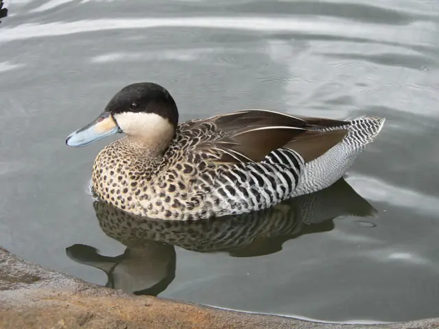 [Megapost] Aves del Río de la Plata!
