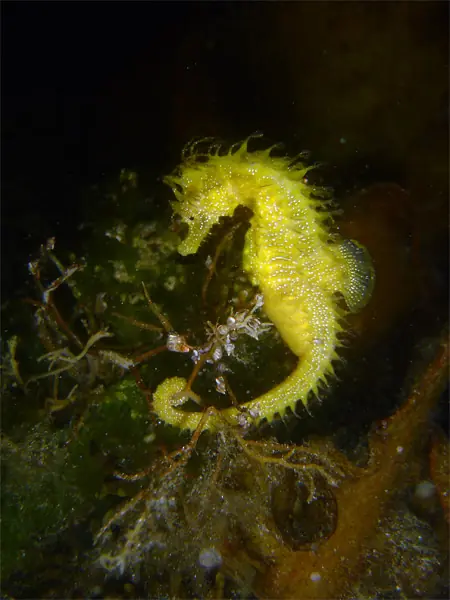 imágenes de hipocampos (caballito de mar)