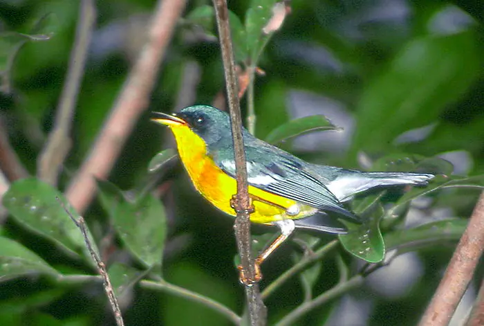 aves