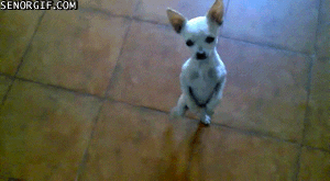 Animales