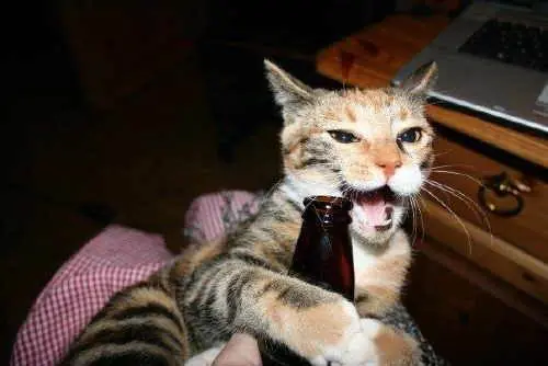 7 alimentos que no debes darle a tu gato + yapa