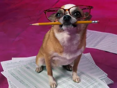 Fotos De Animales