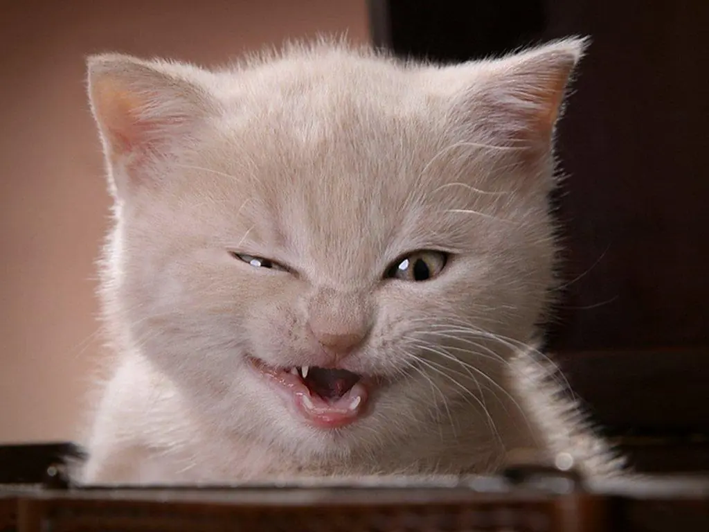 gatos