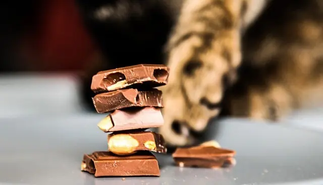 7 alimentos que no debes darle a tu gato + yapa
