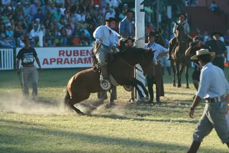 Condenamos las corridas de toros y con esto que