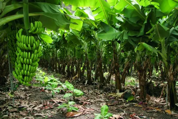 Le guta el banano ecuatoriano jajaja