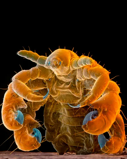 garrapatas