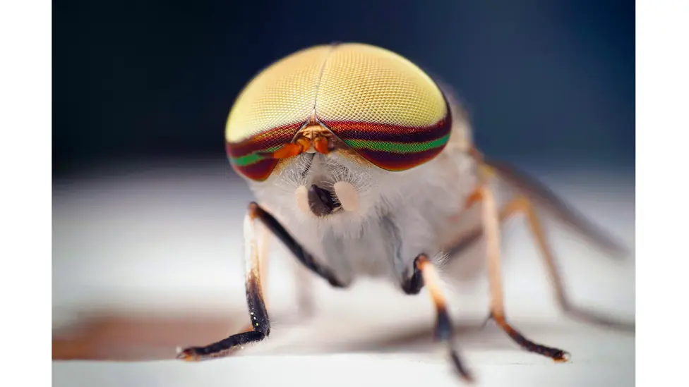 Insectos Vampiros
