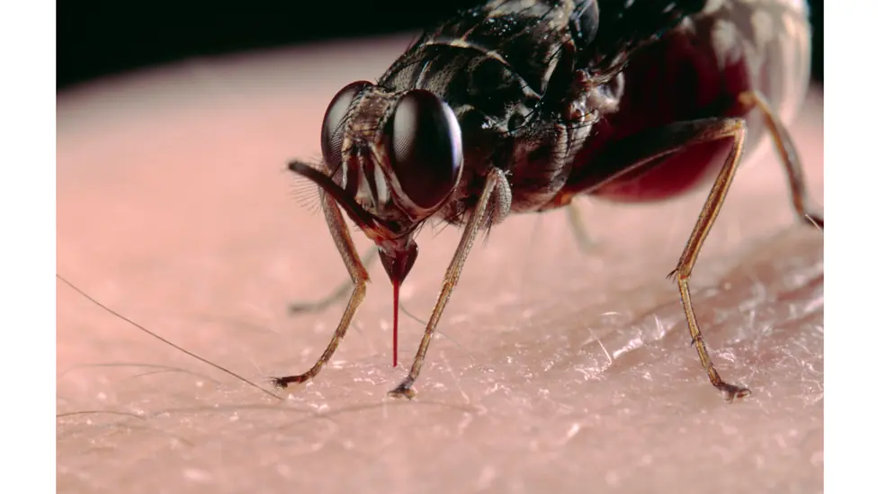 insectos