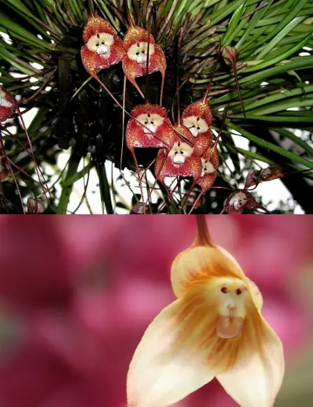 La Orquidea cara de mono, curiosa planta