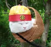 gatos