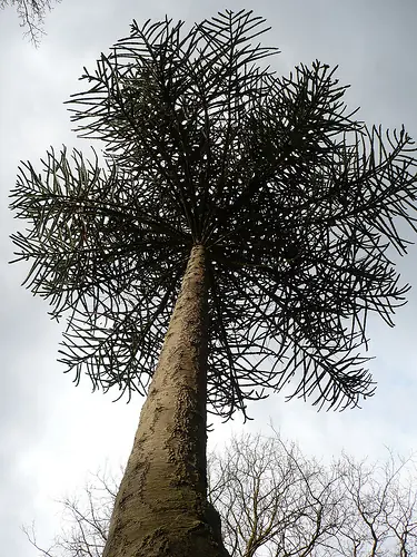 Araucaria Araucana (Pehuen)