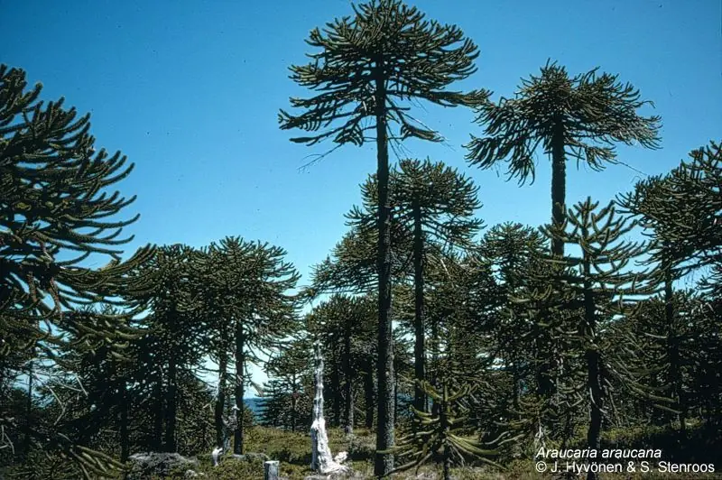 Parque Nacional Lanín