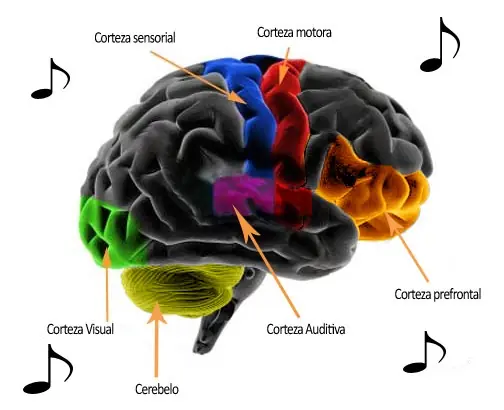 El cerebro y la música...¿a que no sabias? + yapa camel