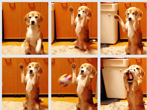50 Gif  + 1 Gif Épico [Parte I] - ¿Post Aprobado?