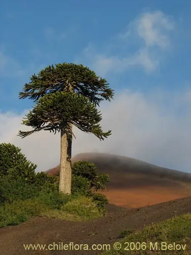 Araucaria Araucana