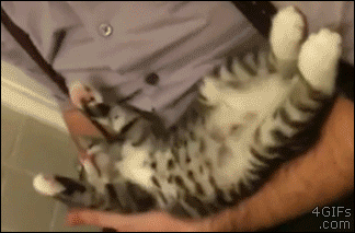gatito