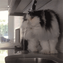 Gif humor