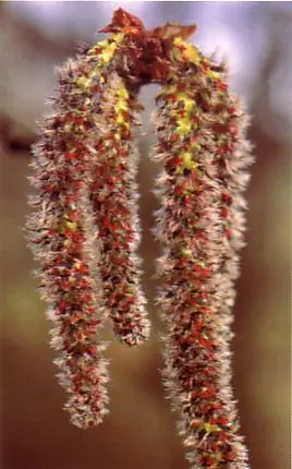 Infuciones con flores de bach