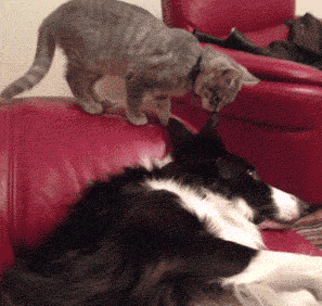 Gif humor