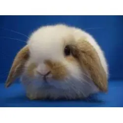 conejo