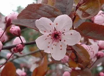 Infuciones con flores de bach
